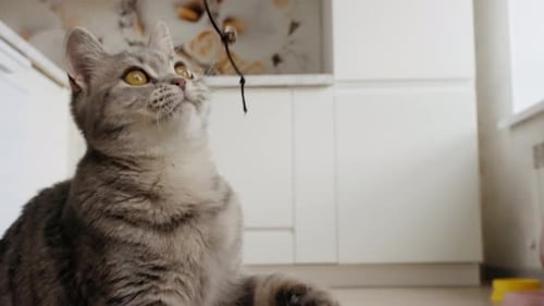 Playful Gray Cat Reaching for Toy in Kitchen