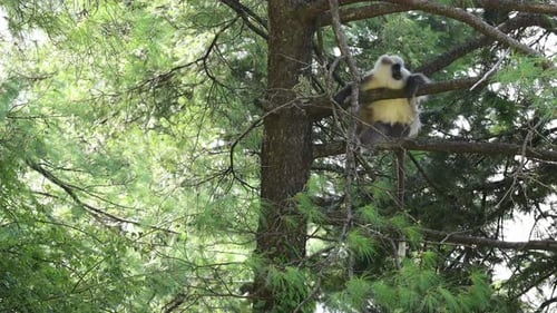 Portrait of Himalayan Gray Langur perching on tree
