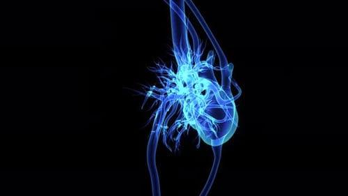 X-ray Style 3D Human Heart and Circulatory System Animation