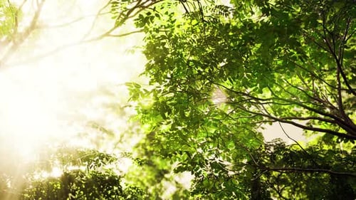 Sunlight Filtering Through Leaves of a Tropical Forest Tree
