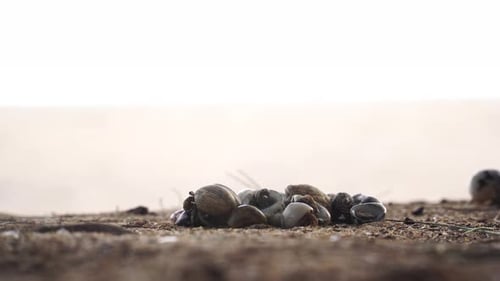 Hermit crabs crawling out of the pile in beach sand at sunset. Close up