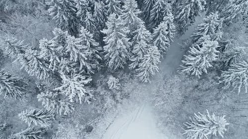 Pine Trees In The Forest Covered With Snow In Winter. - aerial