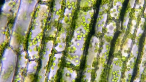Mikroskopische Pflanzenzellen mit Chlorophyll.