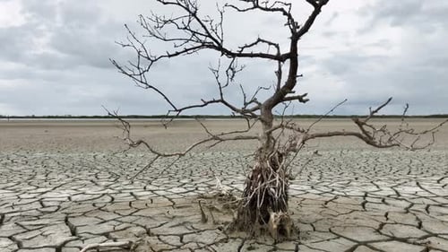 Aerial shot a died tree in a dry lake.