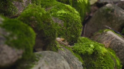 Moosbedeckte Steine im nördlichen Wald