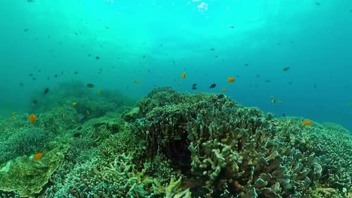 Vibrant Coral Reef with Colorful Fish Underwater