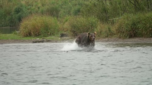 Brown Bear Wading in River