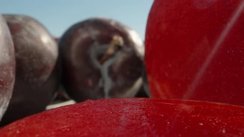 Large plum fruits, one plum is cut, red juicy pulp. Dolly slider extreme close-up. Laowa Probe