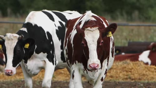 Milchkühe grasen friedlich auf üppiger Weide, umgeben von braunen und weißen Rindern
