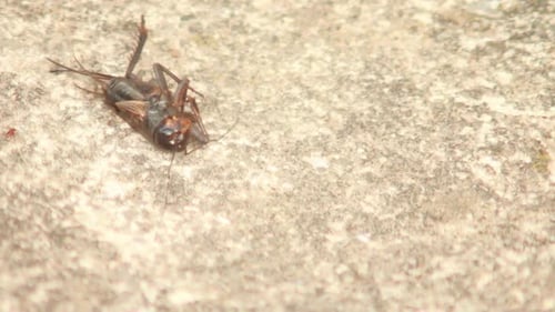 Toter Grashüpfer auf einer Steinoberfläche mit herumkriechenden Insekten.