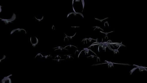 Crow_Front_Transition_B_Full_HD