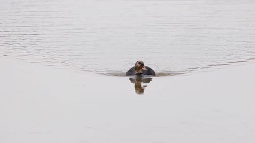 Swimming towards the camera as seen in the middle of the lake, White-winged Duck Asarcornis scutulat
