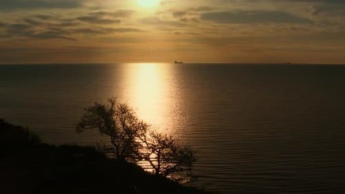 Panoramic Coastline View with Silhouette Trees Growing Seashore at Golden Sunrise Morning