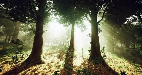 Bright Sunlight Filters Through Tall Trees in a Serene Forest Setting