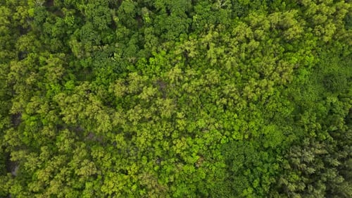 Aerial view of dense forest canopy, showcasing the expanse of greenery and untouched nature