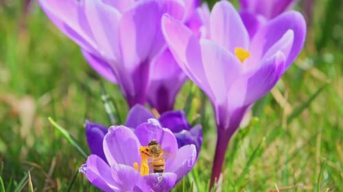 A bee collects nectar from spring crocuses and flies away, slow motion 250fps