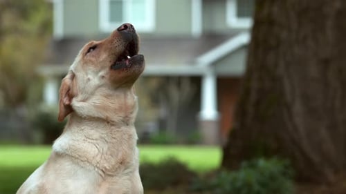 Dog Catching Treat in , on Phantom Flex