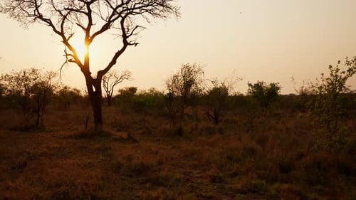 Savannah Landscape At Sunset, South Africa
