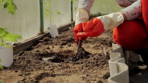 A Woman in Gloves Digs a Hole Inside the Greenhouse to Plant a Pepper There