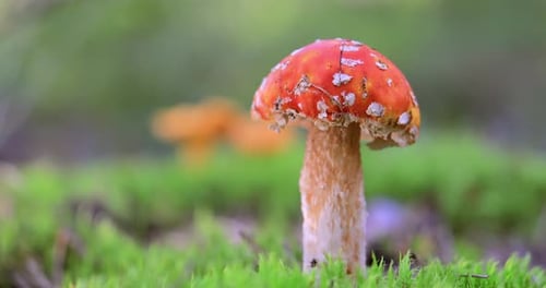 Fly agaric Mushroom In a forest.