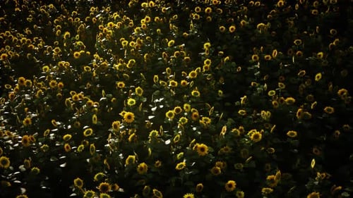 Sunflower Field and Cloudy Sky