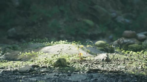 La lumière du soleil illumine une petite plante poussant parmi les rochers à Madagascar
