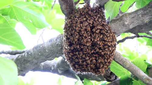 Beehive on a branch