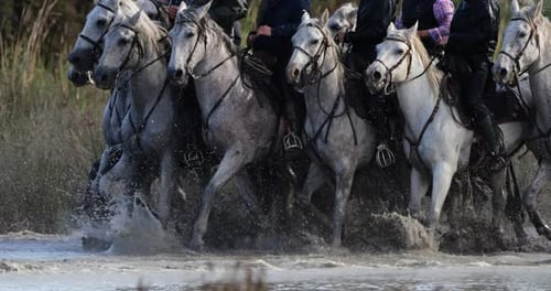 Camargue horses running in the marshland, Camargue, France