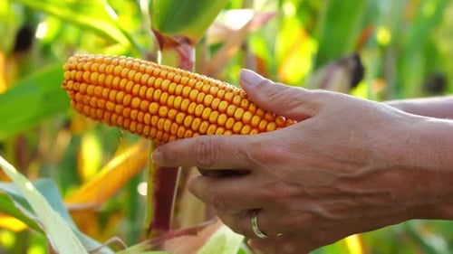 Close Up to Female Hands of a Farmer Examining Ripe Cob of Corn at Green Meadow Adult Arms of