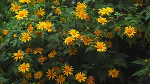 Bush of Bright Yellow Flowers in Green Garden