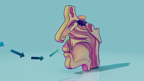 Animated Human Nasal Cavity Airflow and Anatomy Illustration