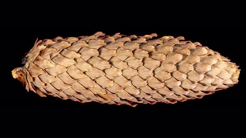 Pine Cone Opening in Time Lapse on a Black Background. Fir Tree Cone Moving Isolated on Black