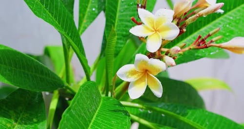 Blooming Tropical Flowers on Green Tree Branch After Rain in Bright Sunshine on White Background