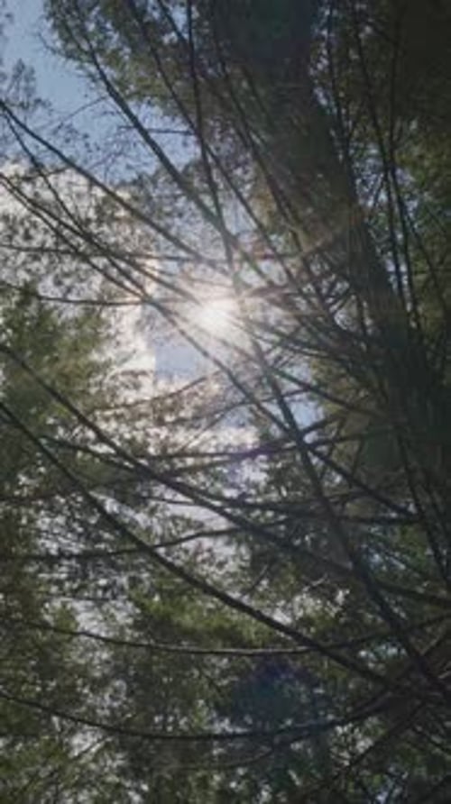 Plan Cinématographique ascendant vertical d'une forêt de pins