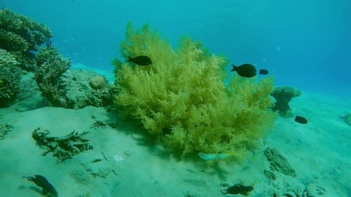 Tropical fish of different species swim around Yellow Broccoli Soft coral