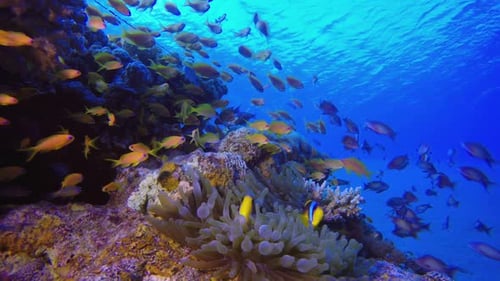 Underwater Clownfish Blue Sea