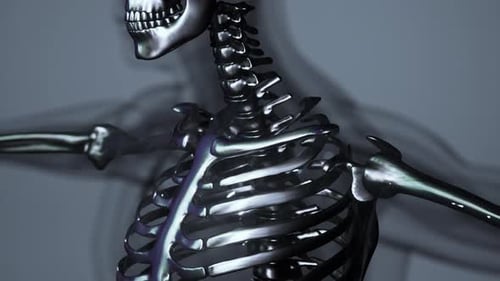 3D Rendered Medical Animation of Male Bones Anatomy