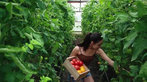 Woman Holding Fresh Tomatoes in Greenhouse Garden Basket