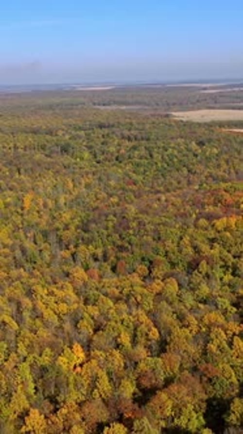 Aerial view of autumn forest. Vertical video