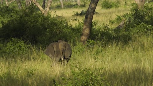 An African elephant cow walks through a green landscape towards the camera and then turns to the