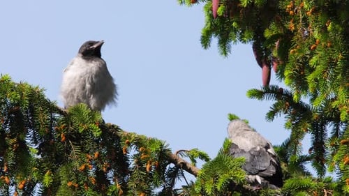 Two Crows on a Branch