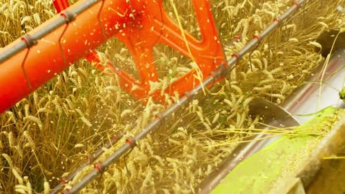 The Harvester Skilfully Removes the Ears of Wheat From the Field