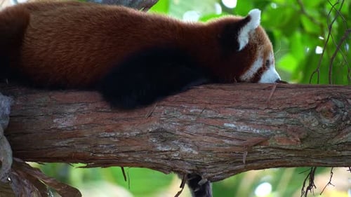 Close up shot of a red panda (Ailurus fulgens) resting on a tree branch.