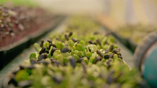 Closeup of Bright Green Microgreens Sprouting in Tray