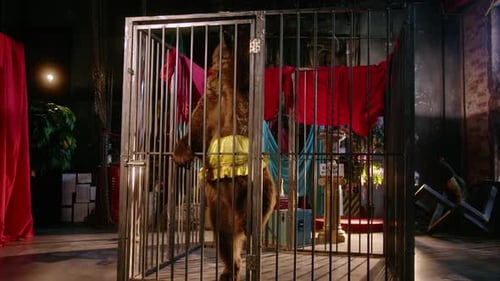 Brown Bear in Cage Wearing Hat and Collar