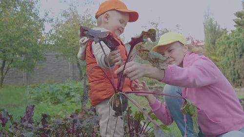 Three Year Old Boy And His Mother Picking Beet In The Vegetable Garden 2