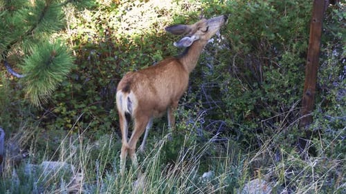 Mule Deer doe grazing from a tall bush. Filmed in the Rocky Mountains of Colorado during the summer.