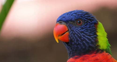 Loriquet arc-en-ciel, (Trichoglossus moluccanus), Guadeloupe, Antilles françaises