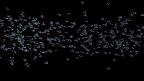 Large Flock of Birds Flying Across Screen with Alpha Channel