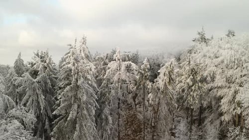 4K aerial reveal shot of a frozen winter forest. Trees are covered in beautiful white frost.